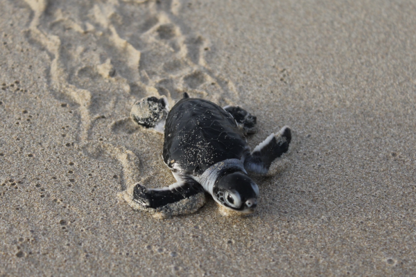 Junge Meeresschildkröte am Strand